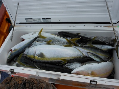 2011.10.29高知植田船渡でハマチが大漁